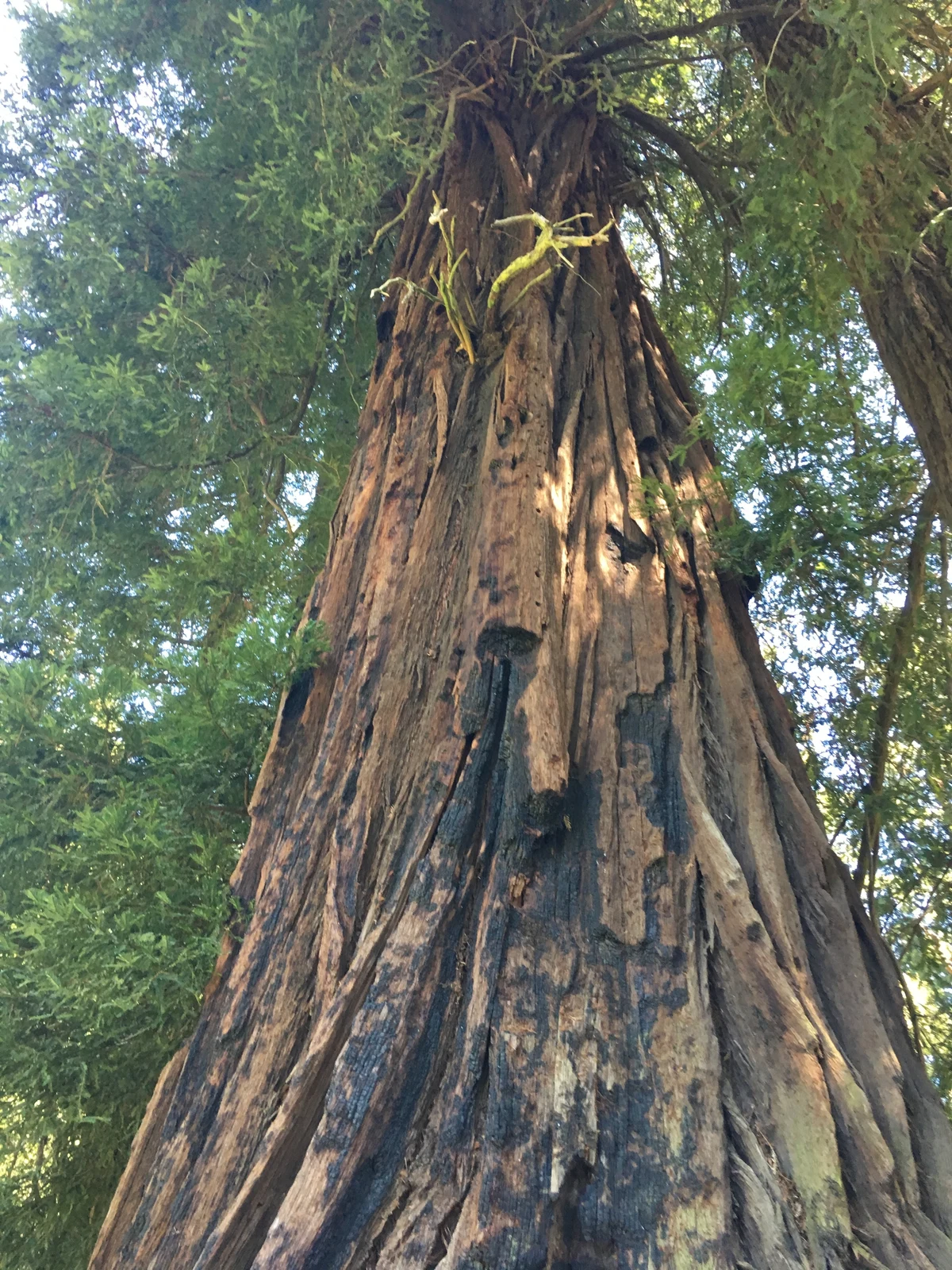 Looking up the trunk of a towering tree into its green canopy